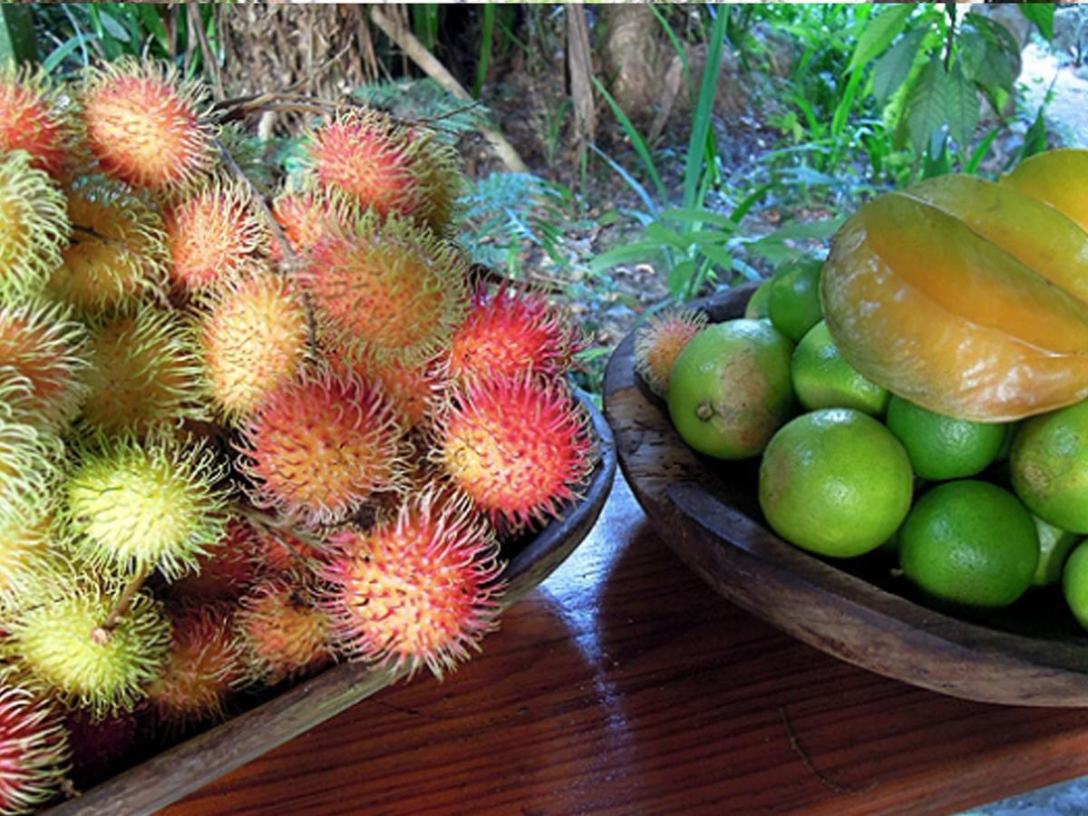 Omega Tours Eco-Jungle Lodge La Ceiba Kültér fotó