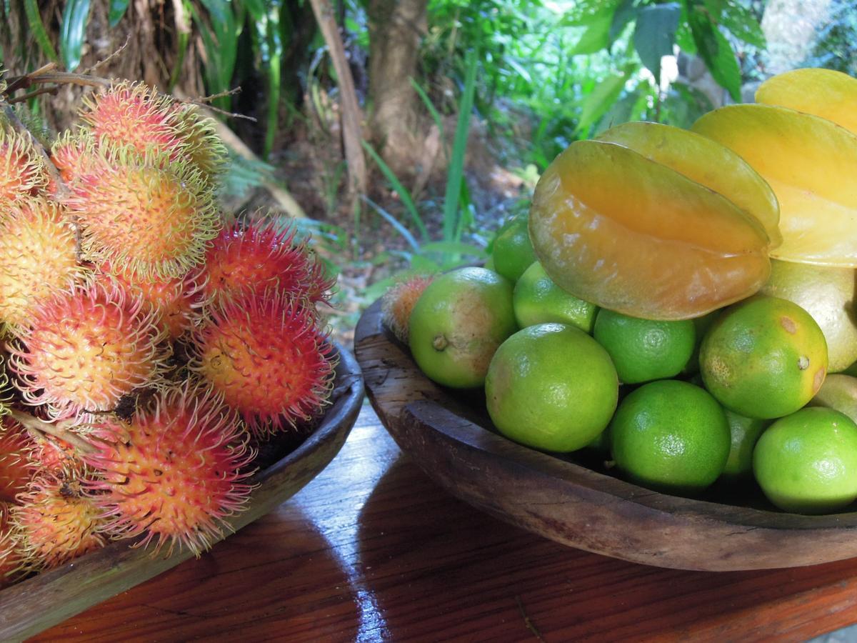 Omega Tours Eco-Jungle Lodge La Ceiba Kültér fotó