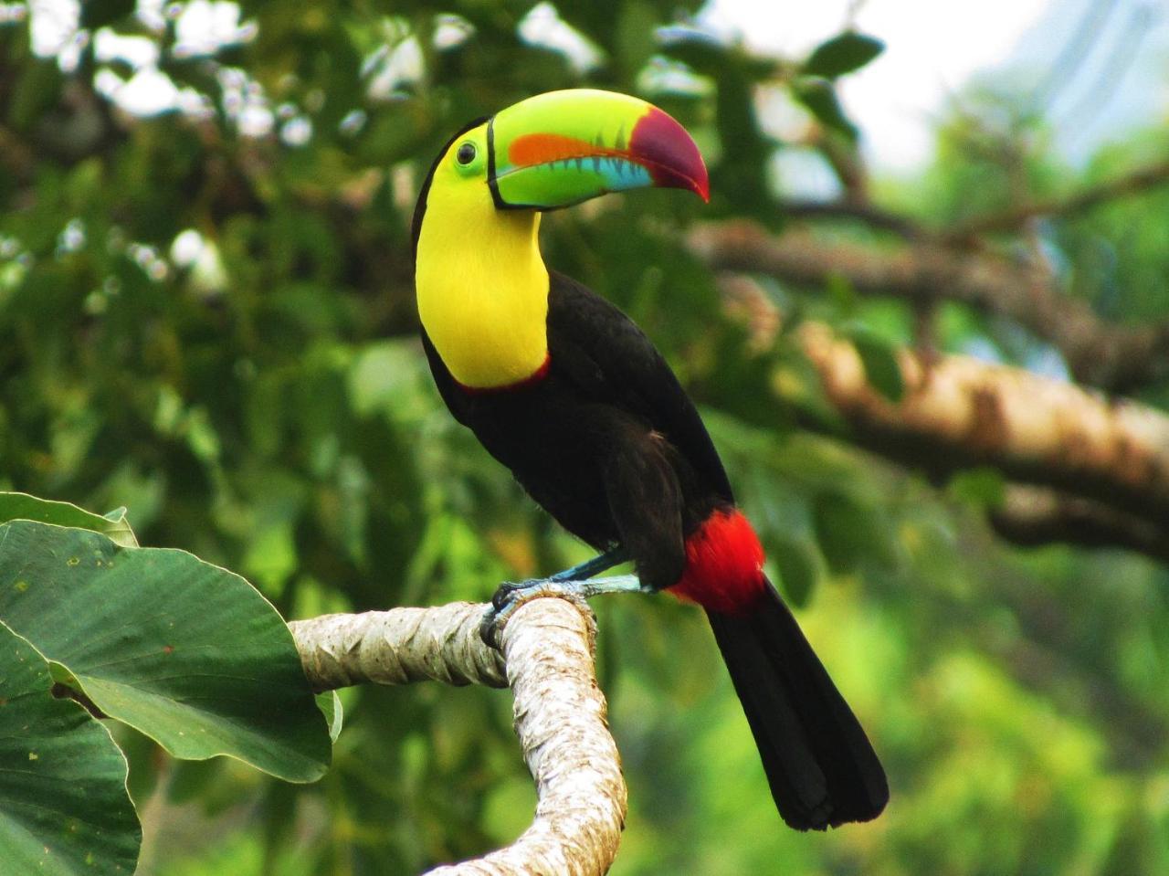 Omega Tours Eco-Jungle Lodge La Ceiba Kültér fotó